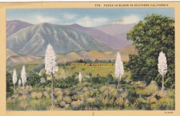 Cactus Yucca In Bloom In Southern California Curteich - Cactus