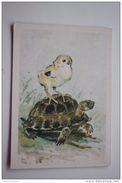 Little Chicken  And Turtle - Old Postcard - 1985 - Schildkröten