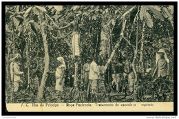 S. TOMÉ E PRÍNCIPE - A.C. Ilha Do Principe - Roça Paciencia: Tratamento De Cacoeiros .   Carte Postale - Sao Tome En Principe