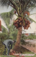 Florida West Palm Beach Cocoanut Tree At Holland House 1911 - West Palm Beach