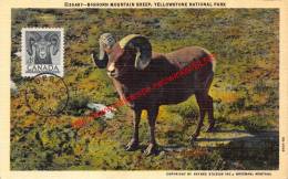 Bighorn Mountain Sheep - Yellowstone National Park - Yellowstone
