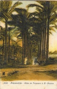 Alexanrie (Egypte) - Allée De Palmiers à El-Noussa - Carte Colorisée N° 2023 - Alexandrie