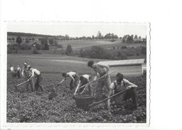 18300 - Travaux Aux Champs Ramassage Pommes De Terre Photo Blanc Couvet (format 10X15) - Couvet