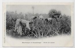 CPA Guadeloupe Pointe à Pitre édition PHOS Métier Non Circulé Ananas Martinique - Pointe A Pitre