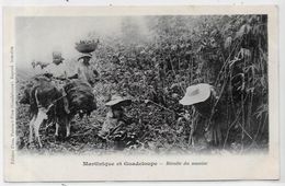 CPA Guadeloupe Pointe à Pitre édition PHOS Métier Non Circulé Martinique Dos Non Séparé Manioc - Pointe A Pitre