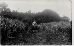 CPA Martinique Fort De France Non Circulé éditeur MONGE Carte Photo - Fort De France