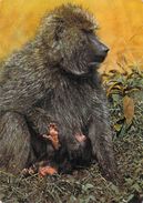 AFRIQUE KENYA Baboon With Baby (babouin Animal) *PRIX FIXE - Kenya