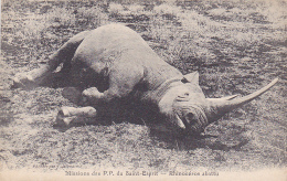Missions Des P. P. Du Saint Esprit - Rhinocéros Abattu - Pas Circ - Rhinoceros