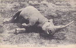 Missions Des P. P. Du Saint Esprit - Rhinocéros Abattu - Pas Circ - Rhinocéros