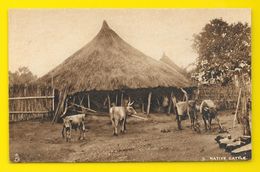 Native Cattle (Raphael) Afrique Du Sud - Afrique Du Sud