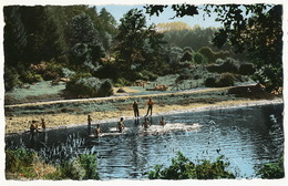 St Gervais D Auvergne L Etang Des Ouches  Hommes à La Baignade Couleur - Saint Gervais D'Auvergne