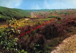 Natuurreservaat De Mechelse Heide - Maasmechelen - Maasmechelen