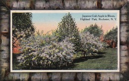 New York Rochester Japanese Crab Apple Tree In Bloom In Highland Park 1913 - Rochester