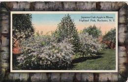 New York Rochester Japanese Crab Apple Tree In Bloom In Highland Park 1911 - Rochester
