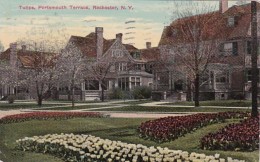 New York Rochester Tulips Portsmouth Terrace 1911 - Rochester