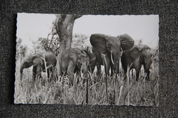 CAMEROUN - Troupeau D'Elephants - Cameroon