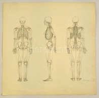 Barcsay Jelzéssel: Csontváz Tanulmány. Ceruza, Papír, 50×50 Cm - Altri & Non Classificati