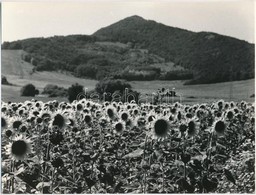 Cca 1975 Napraforgós Képek, Gebhardt György (1910-1993) Budapesti Fotóművész Hagyatékából 3 Db Vintage Fénykép, Jelzés N - Altri & Non Classificati