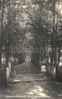 ** T1 Bikszád-fürdő, Baile Bixad; Gyertyános, Gyertyánfa-sor / Hornbeam Trees. Photo - Non Classificati