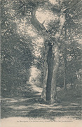 LE HAVRE - N° 96 - DE MONTJEON LE CHENE CREUX CONNU DE TOUS LES PROMENEURS (ARBRE) - Forêt De Montgeon