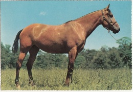 Cavallo Horse In Primo Piano. - Cavalli