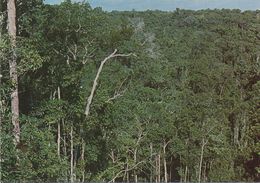 CPSM BRESIL Manaus - Vue Panoramique De La Jungle - Manaus