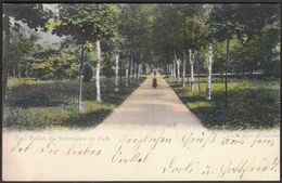 Germany Bad Sulza 1905 / Birkenallee Im Park / Kurpark - Bad Sulza