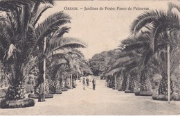 POSTCARD SPAIN  ESPAÑA - GALICIA  - ORENSE - JARDINES DE POSIO : PASEO DE PALMERAS - Orense