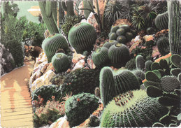 Carte Postale Des Années 60 - Monaco - Monte Carlo - Plantes Exotiques - Cactus - Timbre Avec Des Cactus - Cactus