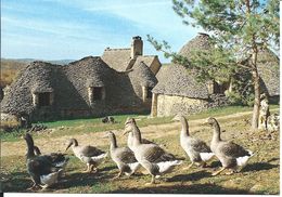 24 - PERIGORD - Les Oies Dans Le Cadre Pittoresque Des Cabanes Du Breuil - Aquitaine