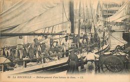 LA ROCHELLE - Déchargement D'un Bateau De Thon. - Pêche