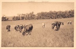 ¤¤  -  CARMAUX  -  Les Mines  -  Vaches Laitières      -  ¤¤ - Carmaux