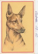 Delcampe - Chien : Illustrateur à Identifier - Dogs