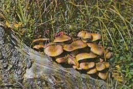 67849- LOG, GRASS, MUSHROOMS - Champignons