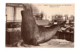 MONACO . Musée Océanographique . Eléphant De Mer - Réf. N°5951 - - Oceanographic Museum