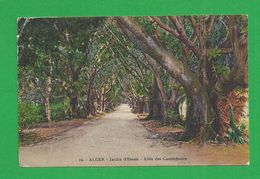 Carte Postales  ALGERIE ALGER Jardin D'essais - Algerien