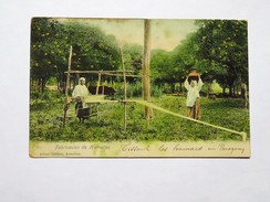 C.P.A. PARAGUAY : Fabricacion De Hamacas, Editor Grütter, Asuncion, En 1909 - Paraguay