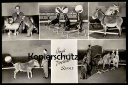 ALTE POSTKARTE GRUSS AUS DER DRESSURSCHULE ZEBRA AFFE ESEL SEEHUND DRESSUR VERMENSCHLICHT Hamburg Hagenbeck Zoo Postcard - Singes