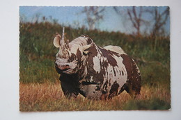 Rhinoceros, Rhino After Mud Bath, Mombasa,  Africa - Old Postcard - Rhinocéros