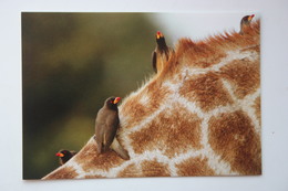 Africa - Botswana. Okavango Delta, Oxpecker At Girafffe Neck - Old Postcard - Botswana