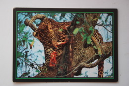 Zimbabwe - Hwange National Park - Leopard With Its Kill - Old Postcard - Simbabwe