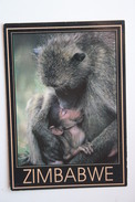 Zimbabwe - Hwange National Park - Baboon Monkey - Old Postcard - Simbabwe