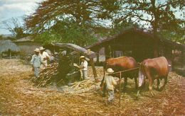 El Salvador, Primitive Sugar Grinding, Manera Original De Molienda De Azucar - El Salvador