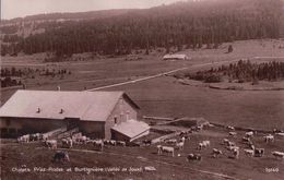 Vallée De Joux, Chalets Praz-Rodet Et Burtignière, Pâturage Et Troupeau (10140) - La Praz