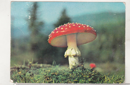 Romania Old Used Postcard - Mushrooms - Pilze