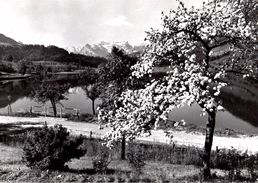 Aegerisee Mit Urirostock  (carte Grand Format) - Sonstige & Ohne Zuordnung