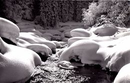 Waldbach Im Winter - Wald