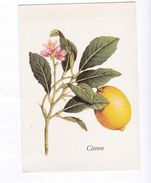 Fruit Le Citron Citrus Limonum Risso  Yves Rocher éd.   TBE - Medicinal Plants