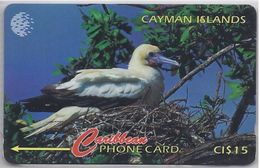 CAYMAN ISLANDS - RED FOOTED  BOOBY - 11CCID - Kaimaninseln (Cayman I.)