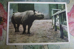 OLD  Postcard - Rhinoceros - Rhino In Moscow Zoo - 1963 - Rhinocéros